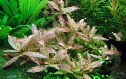 Tropica Akvarieplanter Tropica Akvarieplante i potte Hygrophila polysperma Rosanervig
