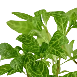Tropica Akvarieplanter Tropica Akvarieplante i potte Hygrophila polysperma Rosanervig