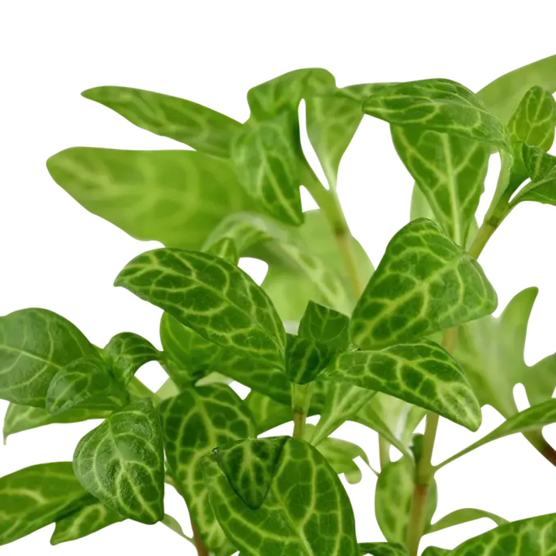 Tropica Akvarieplanter Tropica Akvarieplante i potte Hygrophila polysperma Rosanervig