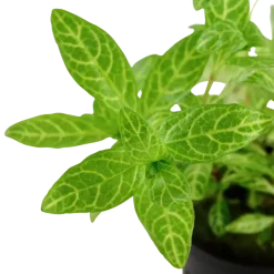 Tropica Akvarieplanter Tropica Akvarieplante i potte Hygrophila polysperma Rosanervig