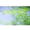 Tropica Akvarieplanter Tropica Akvarieplante i potte Micranthemum umbrosum