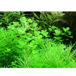 Tropica Akvarieplanter Tropica Akvarieplante i potte Micranthemum umbrosum