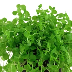Tropica Akvarieplanter Tropica Akvarieplante i potte Micranthemum umbrosum