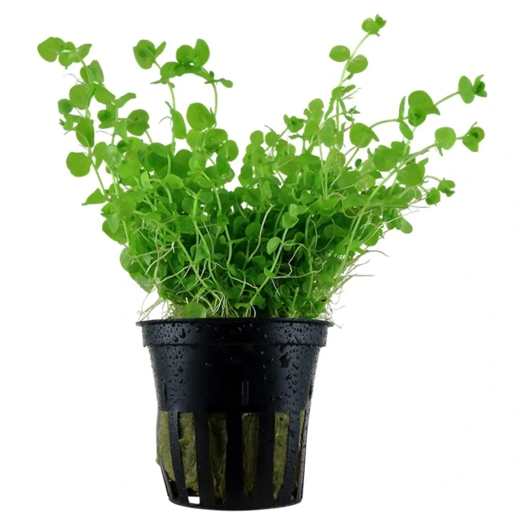 Tropica Akvarieplanter Tropica Akvarieplante i potte Micranthemum umbrosum