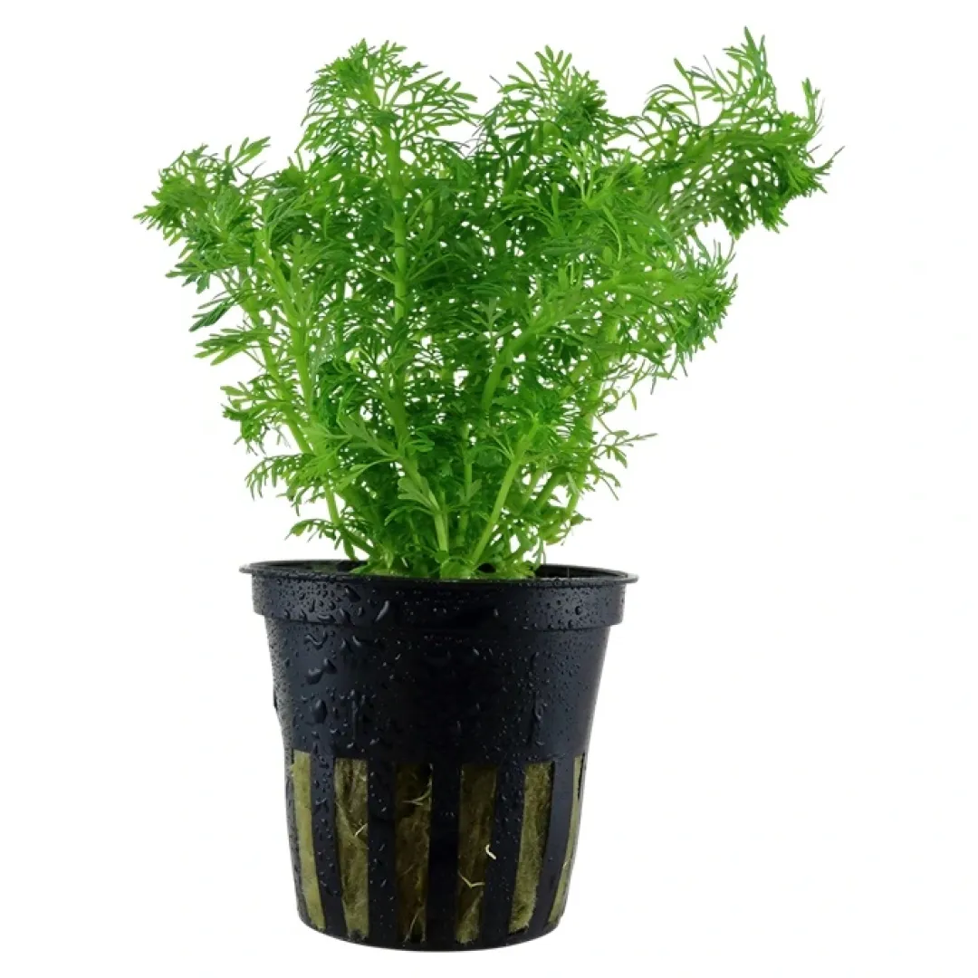 Tropica Akvarieplanter Tropica Akvarieplante i potte Limnophila sessiliflora