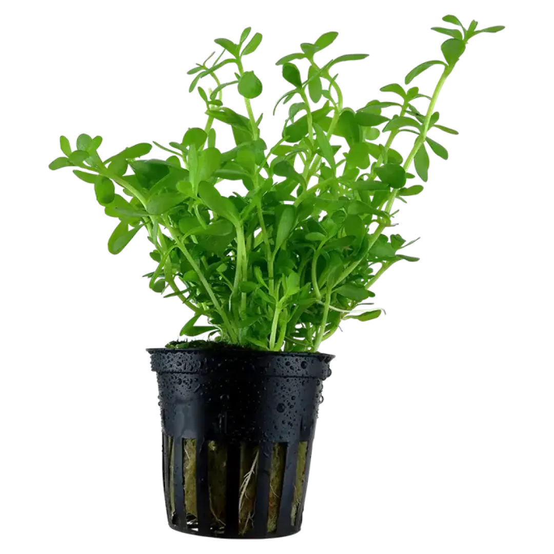 Tropica Akvarieplanter Tropica Akvarieplante i potte Bacopa monnieri Compact