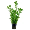 Tropica Akvarieplanter Tropica Akvarieplante i potte Bacopa caroliniana