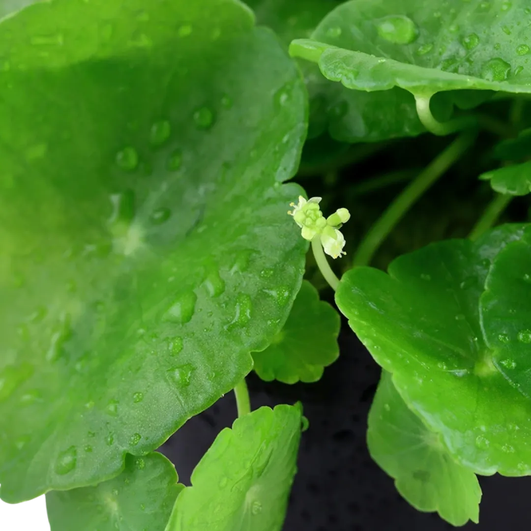 Tropica Akvarieplanter Tropica Akvarieplante i potte Hydrocotyle verticillata