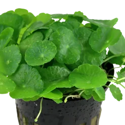 Tropica Akvarieplanter Tropica Akvarieplante i potte Hydrocotyle verticillata