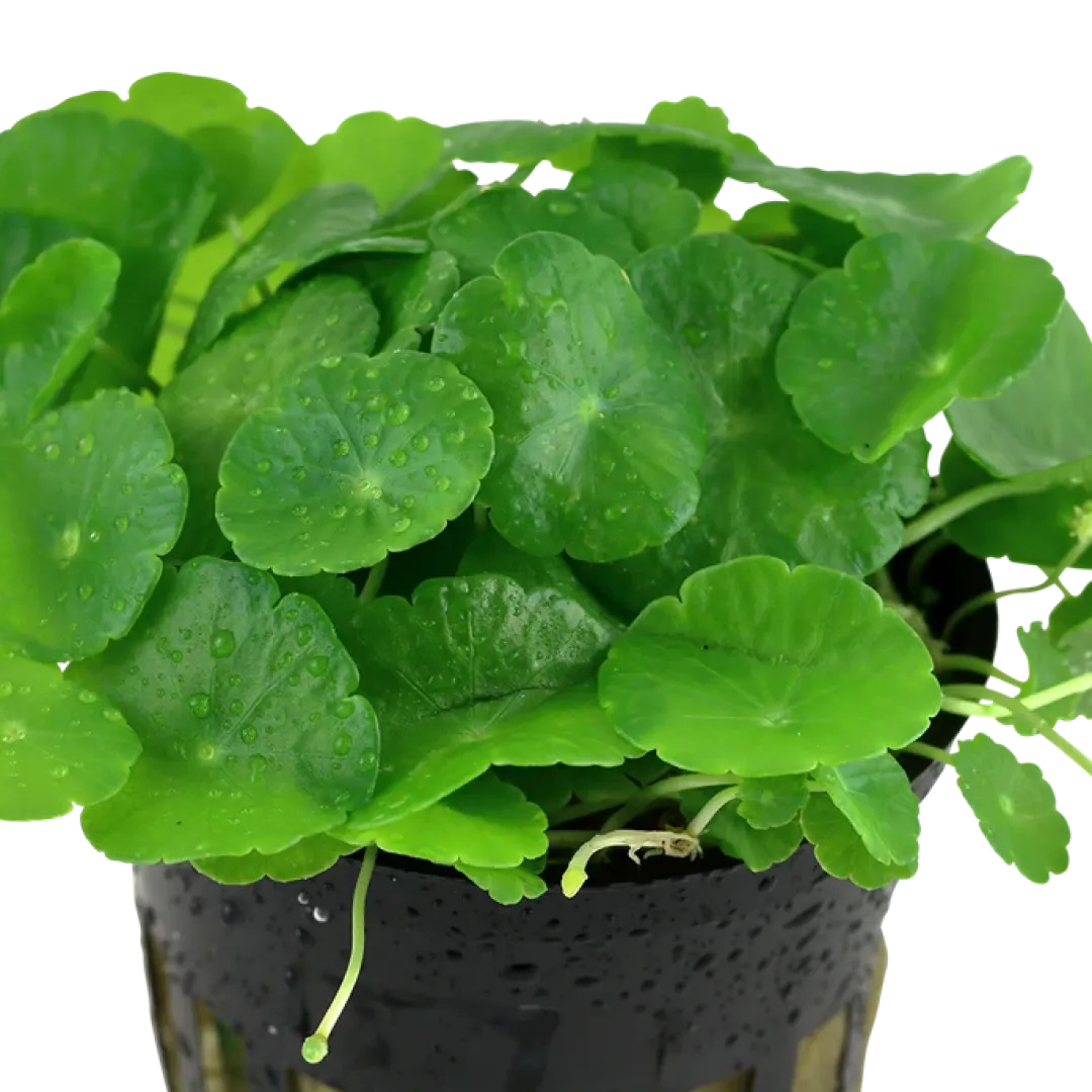Tropica Akvarieplanter Tropica Akvarieplante i potte Hydrocotyle verticillata