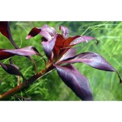 Tropica Akvarieplanter Tropica Akvarieplante i potte Ludwigia glandulosa