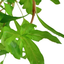 Tropica Akvarieplanter Tropica Akvarieplante i potte Ammannia crassicaulis