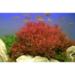 Tropica Akvarieplanter Tropica Akvarieplante i potte Ammannia crassicaulis