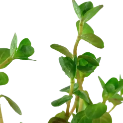 Tropica Akvarieplanter Tropica Akvarieplante i potte Rotala rotundifolia