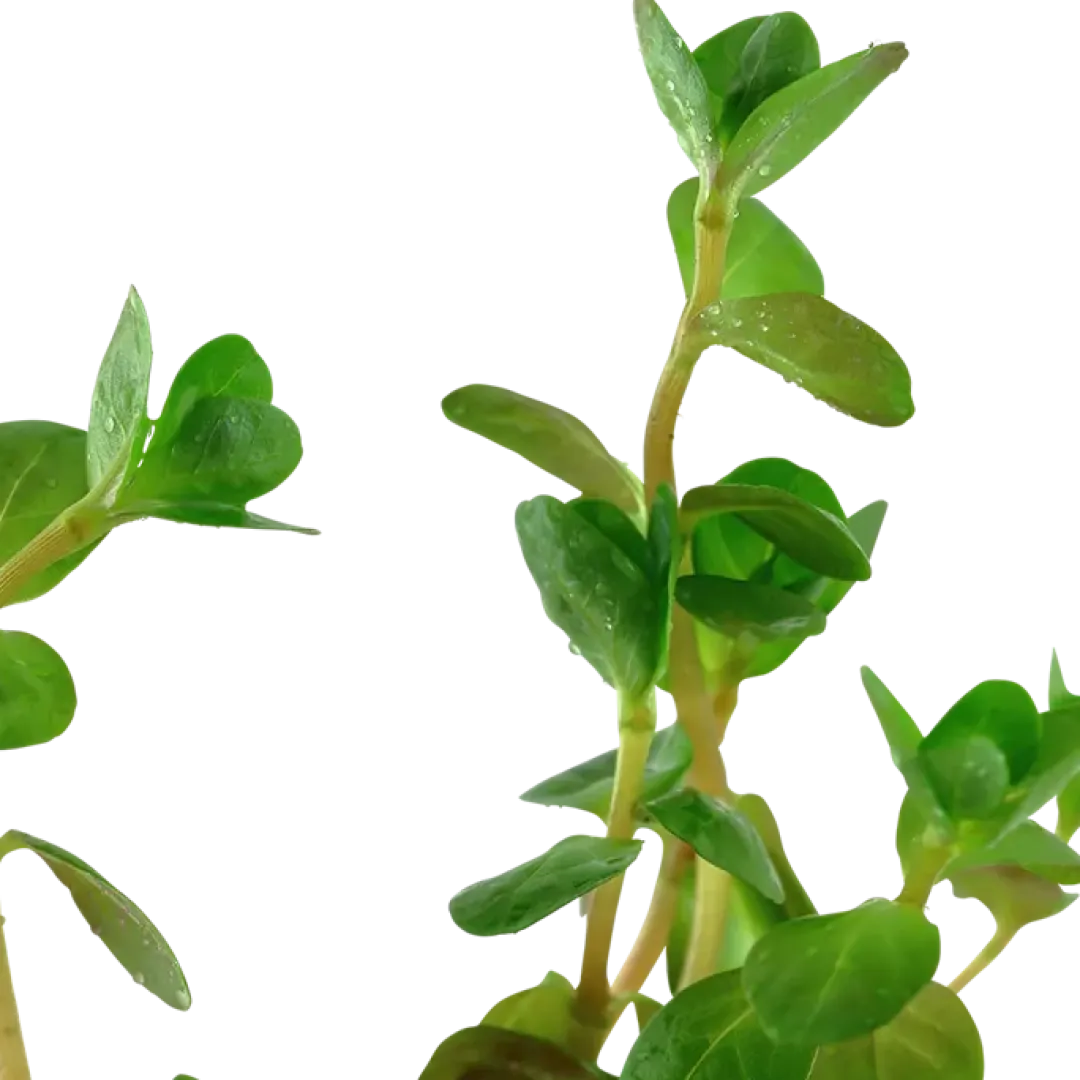 Tropica Akvarieplanter Tropica Akvarieplante i potte Rotala rotundifolia