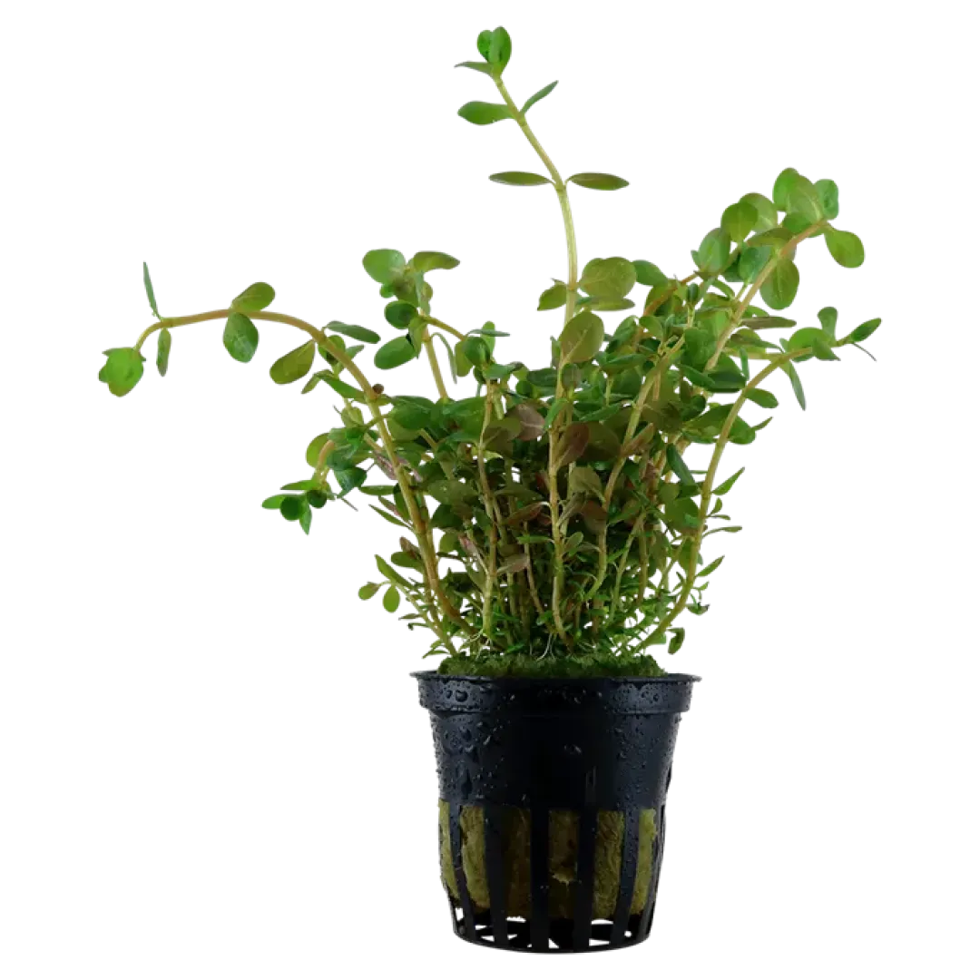 Tropica Akvarieplanter Tropica Akvarieplante i potte Rotala rotundifolia