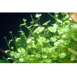 Tropica Akvarieplanter Tropica Akvarieplante i potte Cardamine lyrata
