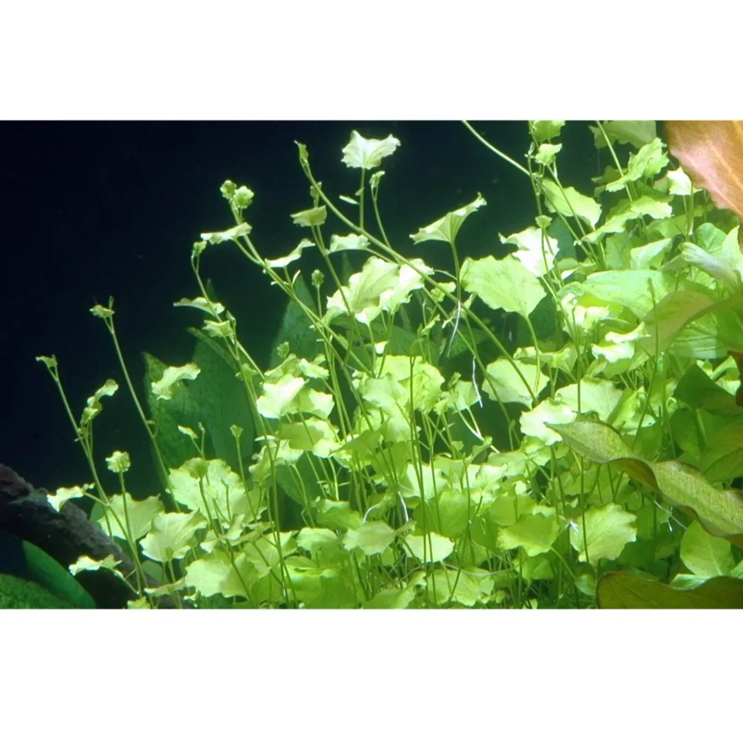 Tropica Akvarieplanter Tropica Akvarieplante i potte Cardamine lyrata