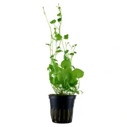 Tropica Akvarieplanter Tropica Akvarieplante i potte Cardamine lyrata