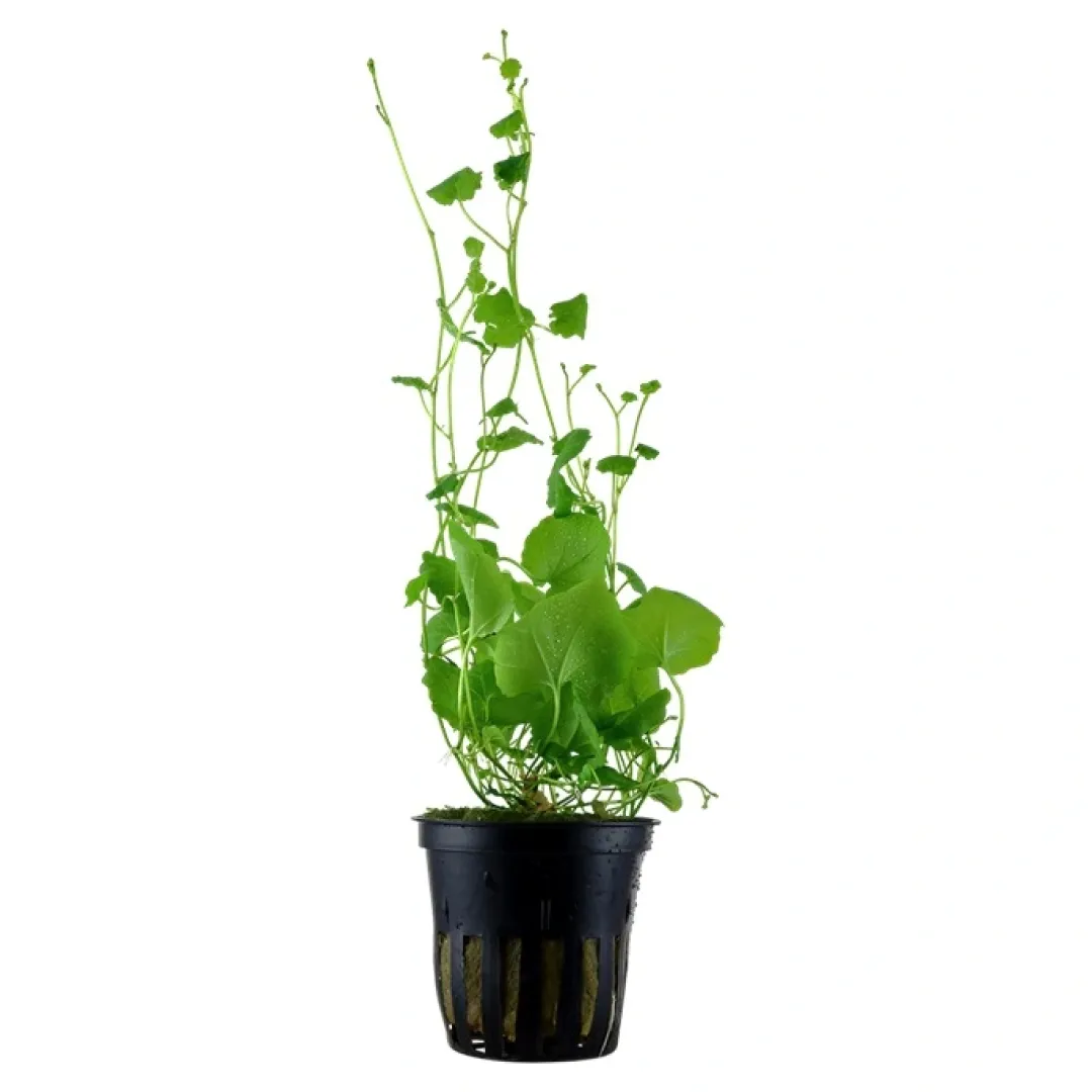 Tropica Akvarieplanter Tropica Akvarieplante i potte Cardamine lyrata