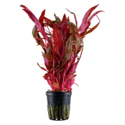 Tropica Akvarieplanter Tropica Akvarieplante i potte Alternanthera reineckii Pink