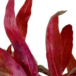 Tropica Akvarieplanter Tropica Akvarieplante i potte Alternanthera reineckii Pink