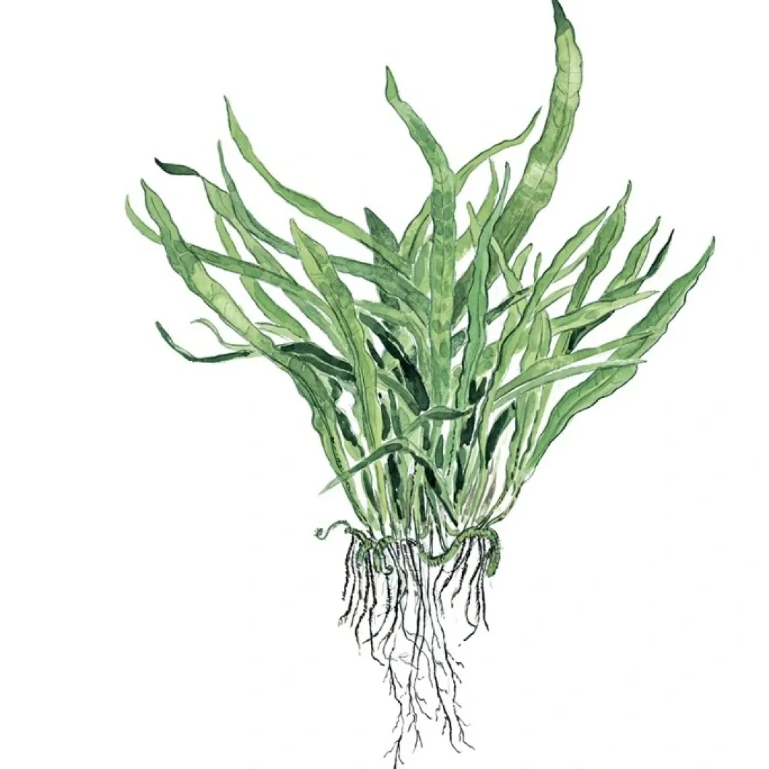 Tropica Akvarieplanter Tropica Akvarieplante i potte Microsorum pteropus Narrow