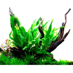 Tropica Akvarieplanter Tropica Akvarieplante i potte Microsorum pteropus