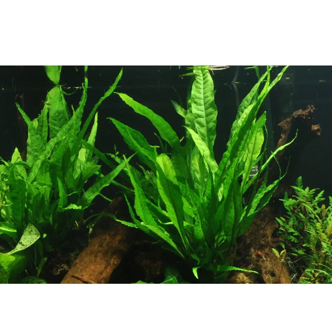 Tropica Akvarieplanter Tropica Akvarieplante i potte Microsorum pteropus
