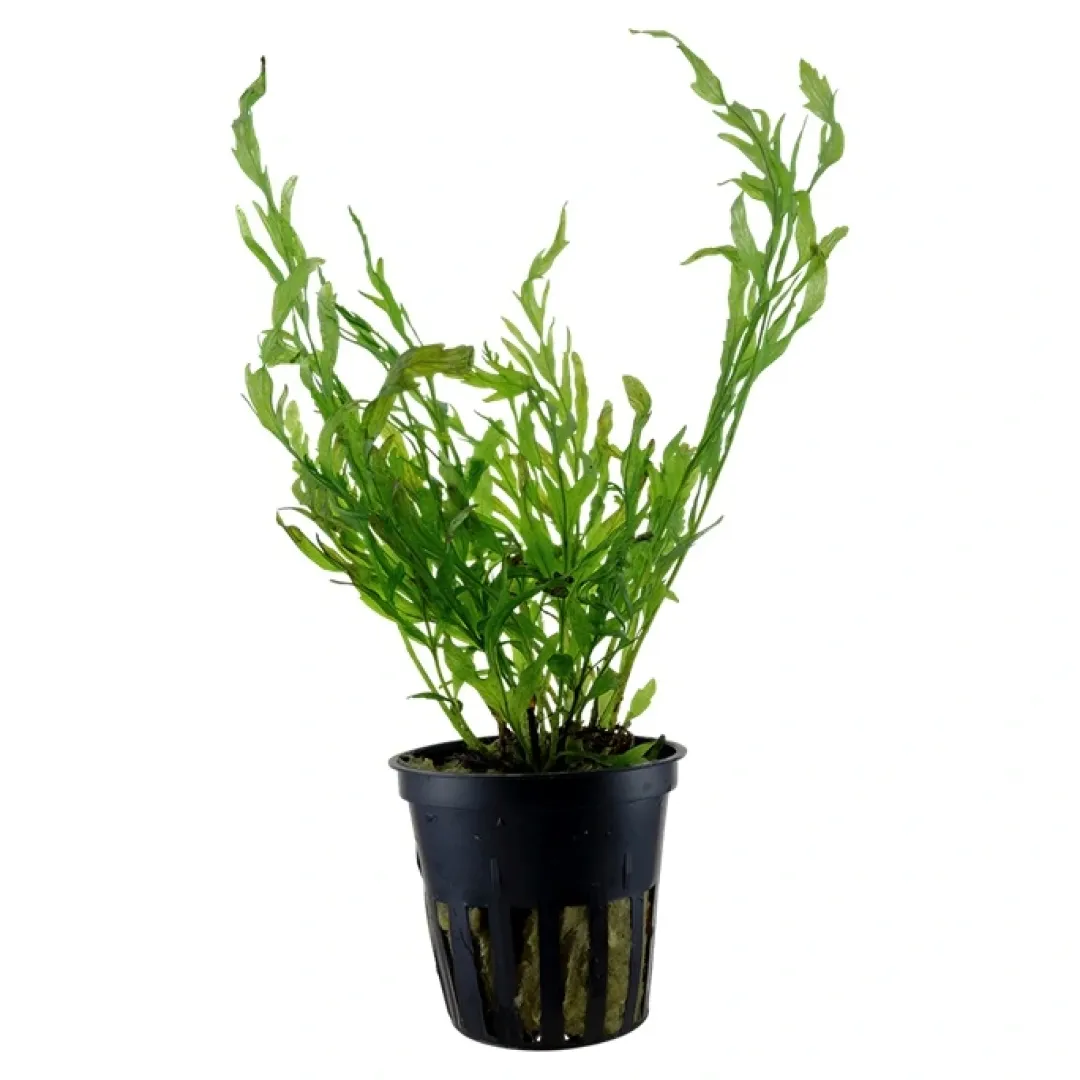 Tropica Akvarieplanter Tropica Akvarieplante i potte Bolbitis heudelotii
