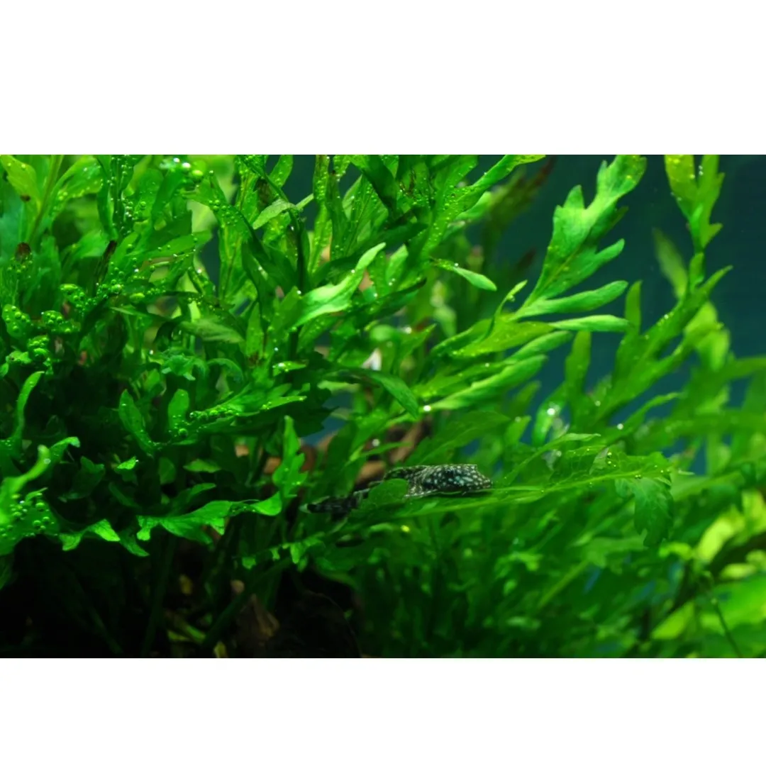Tropica Akvarieplanter Tropica Akvarieplante i potte Bolbitis heudelotii