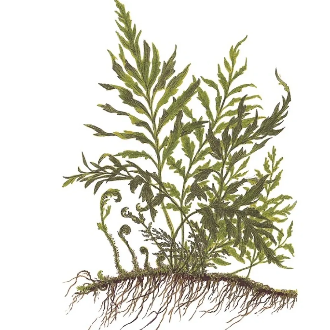 Tropica Akvarieplanter Tropica Akvarieplante i potte Bolbitis heudelotii