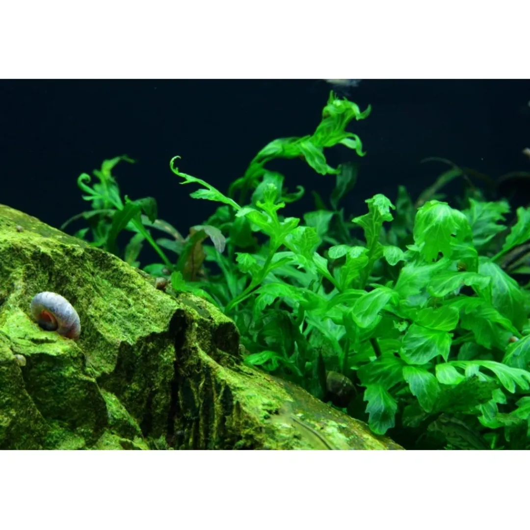 Tropica Akvarieplanter Tropica Akvarieplante i potte Bolbitis heudelotii
