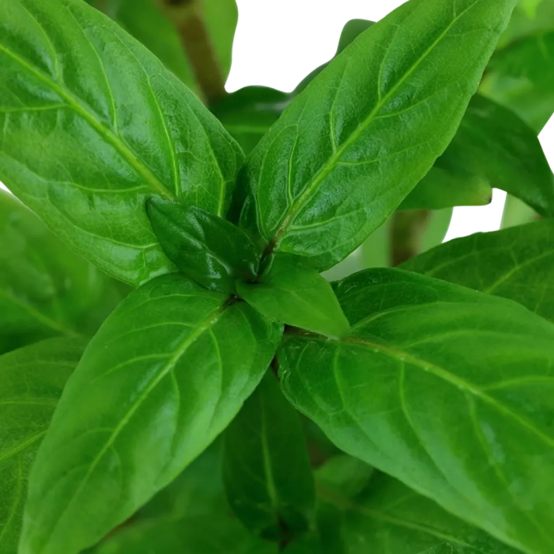 Tropica Akvarieplanter Tropica Akvarieplante i potte Staurogyne repens