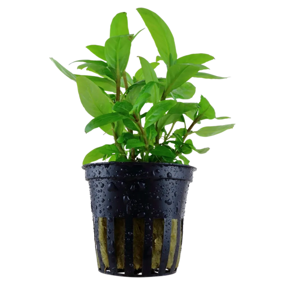 Tropica Akvarieplanter Tropica Akvarieplante i potte Staurogyne repens