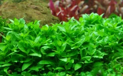 Tropica Akvarieplanter Tropica Akvarieplante i potte Staurogyne repens