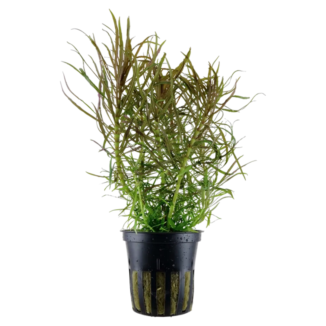 Tropica Akvarieplanter Tropica Akvarieplante i potte Pogostemon stellatus
