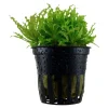 Tropica Akvarieplanter Tropica Akvarieplante i potte Pogostemon helferi