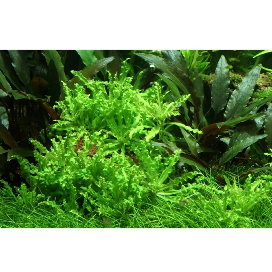 Tropica Akvarieplanter Tropica Akvarieplante i potte Pogostemon helferi