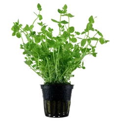 Tropica Akvarieplanter Tropica Akvarieplante i potte Lindernia rotundifolia