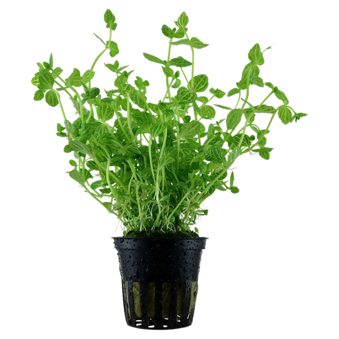 Tropica Akvarieplanter Tropica Akvarieplante i potte Lindernia rotundifolia