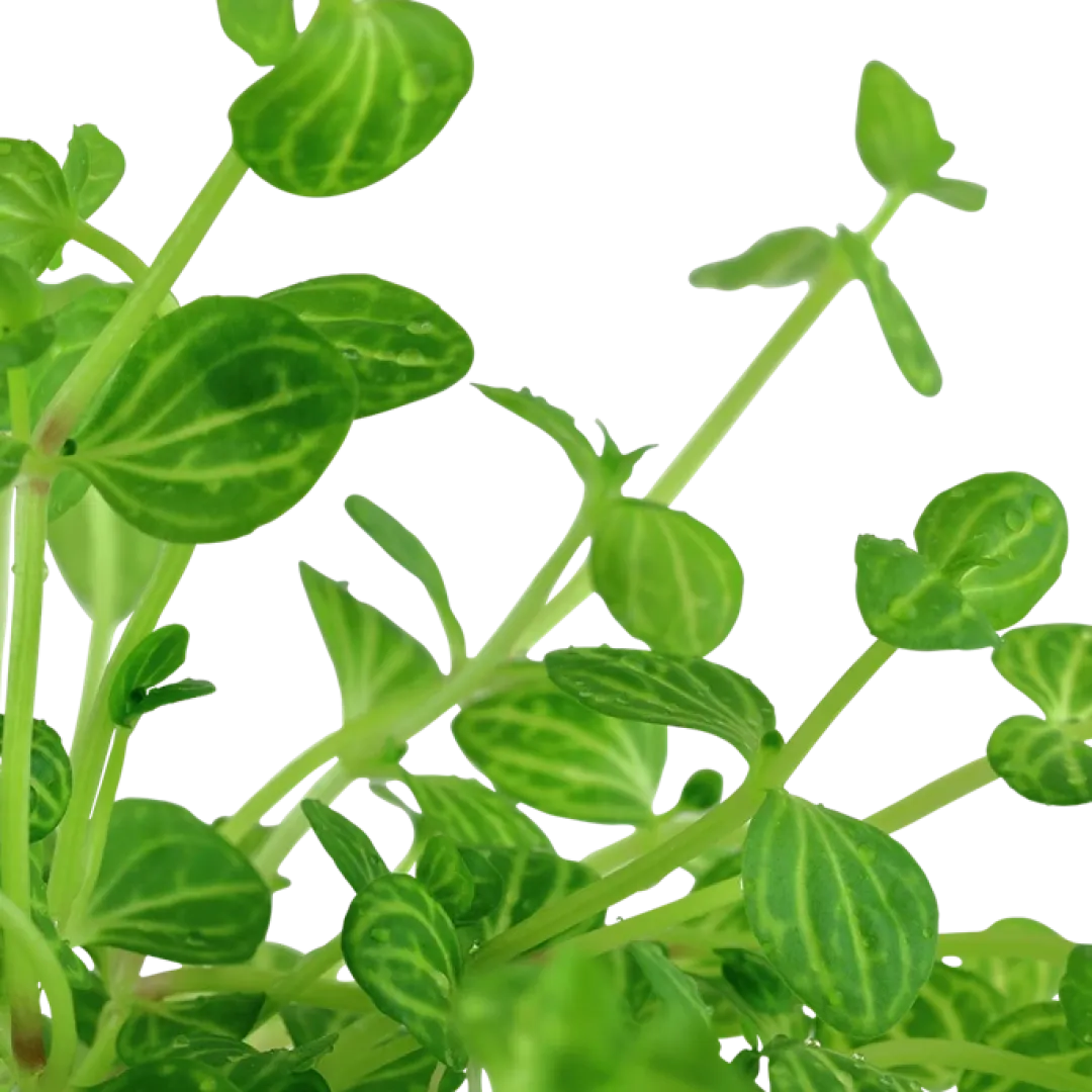 Tropica Akvarieplanter Tropica Akvarieplante i potte Lindernia rotundifolia