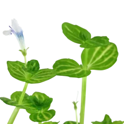 Tropica Akvarieplanter Tropica Akvarieplante i potte Lindernia rotundifolia