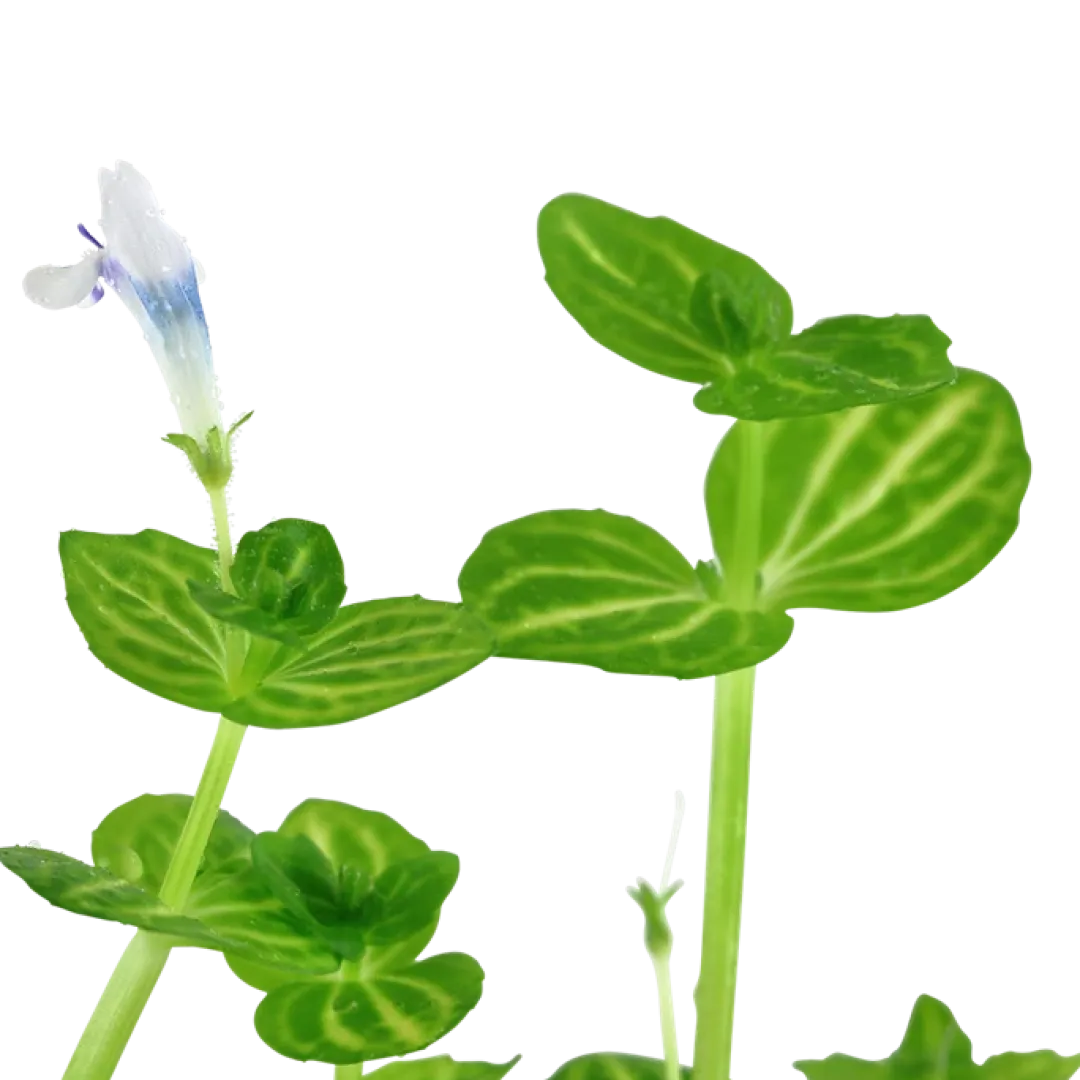 Tropica Akvarieplanter Tropica Akvarieplante i potte Lindernia rotundifolia