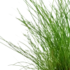 Tropica Akvarieplanter Tropica Akvarieplante ipotte Eleocharis parvula