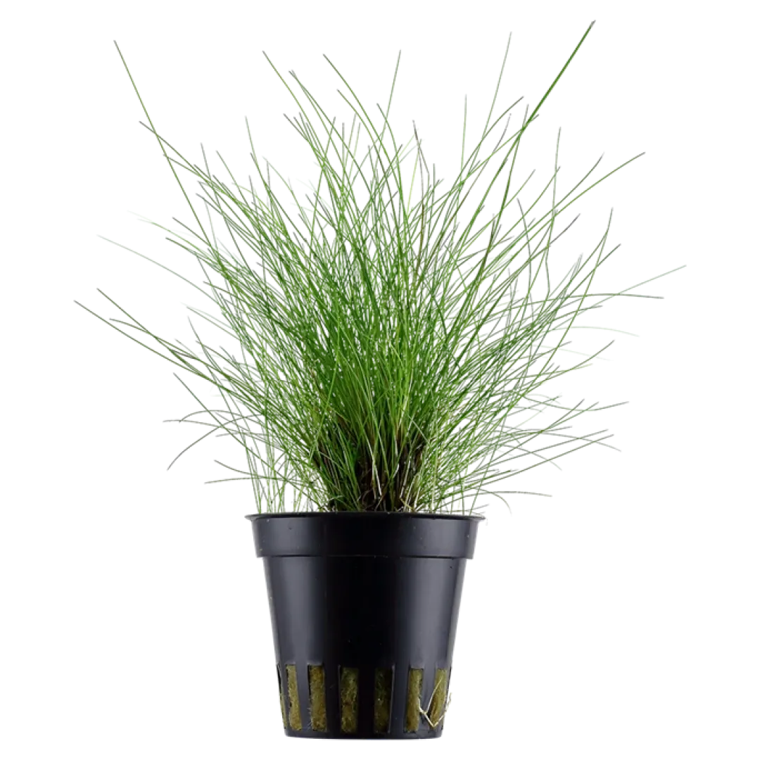 Tropica Akvarieplanter Tropica Akvarieplante ipotte Eleocharis parvula