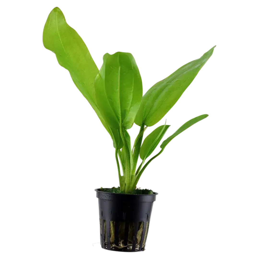 Tropica Akvarieplanter Tropica Akvarieplante i potte Echinodorus cordifolius fluitans