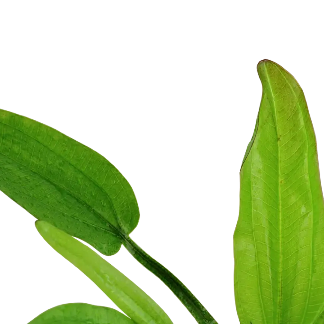 Tropica Akvarieplanter Tropica Akvarieplante i potte Echinodorus cordifolius fluitans
