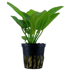 Tropica Akvarieplanter Tropica Akvarieplante i potte Echinodorus Aquartica