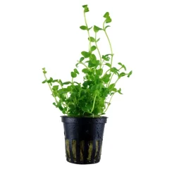Tropica Akvarieplanter Tropica Akvarieplante i potte Bacopa australis